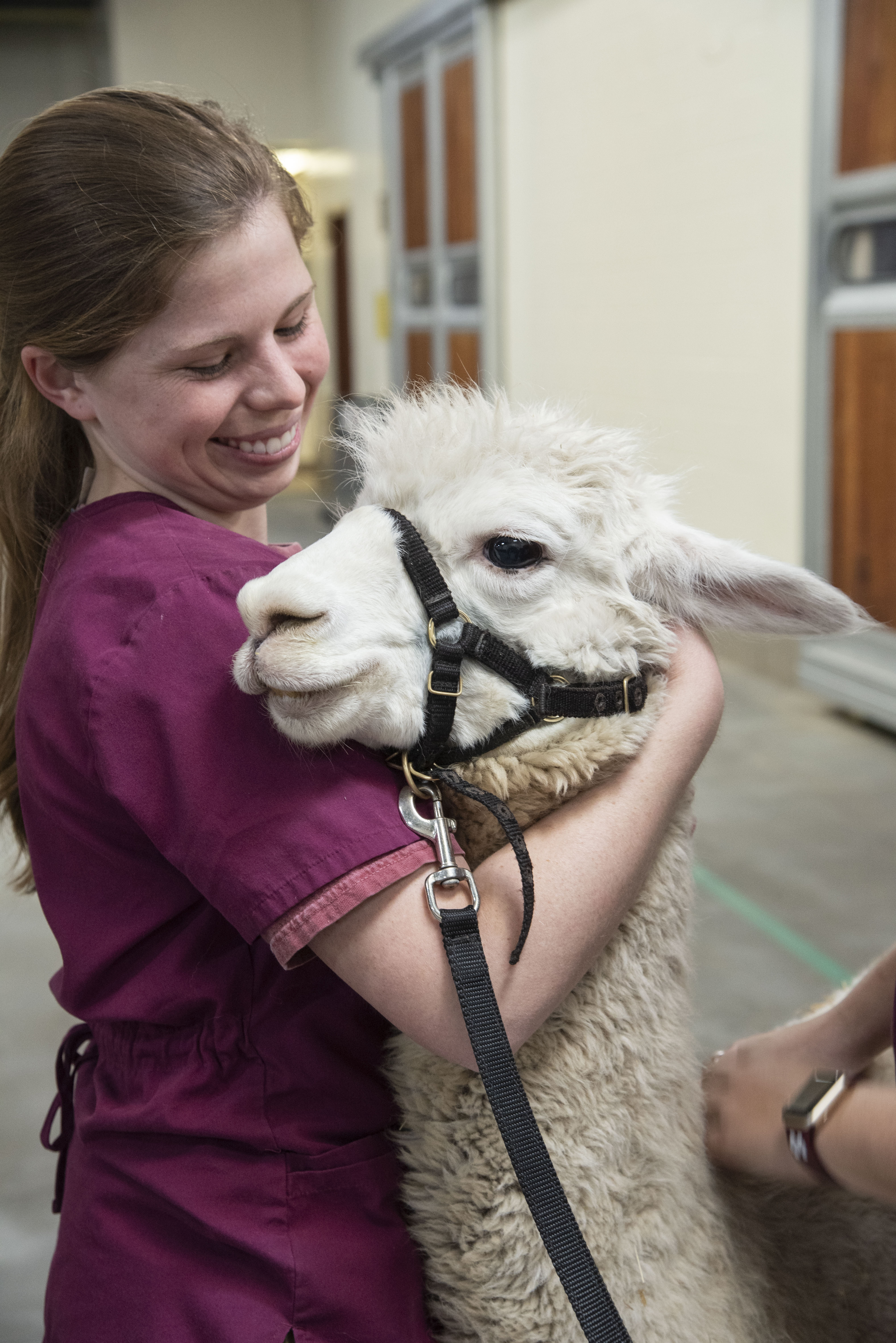 A veterinary student comforts an alpaca