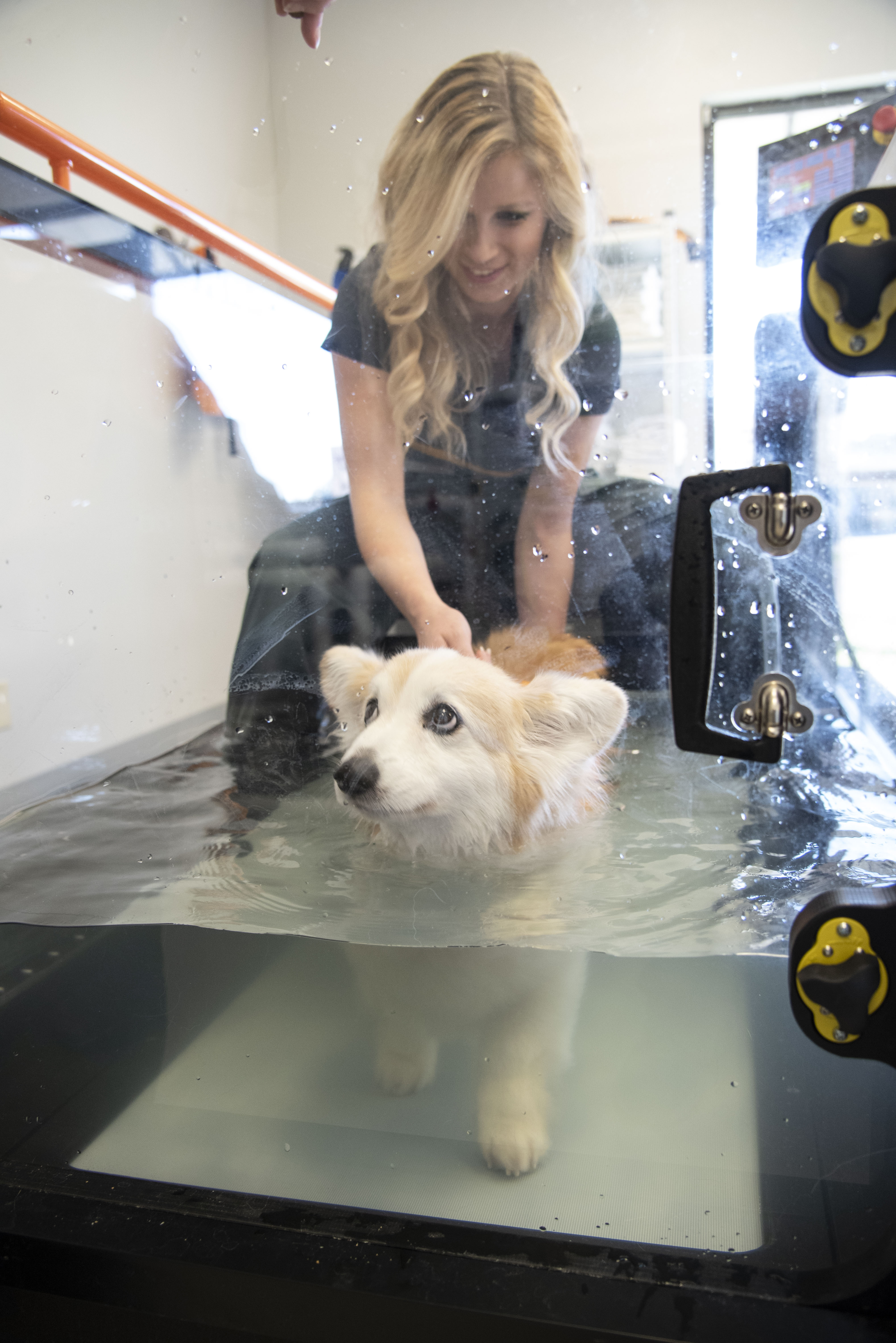A technician monitors a corgi on the underwater treadmill