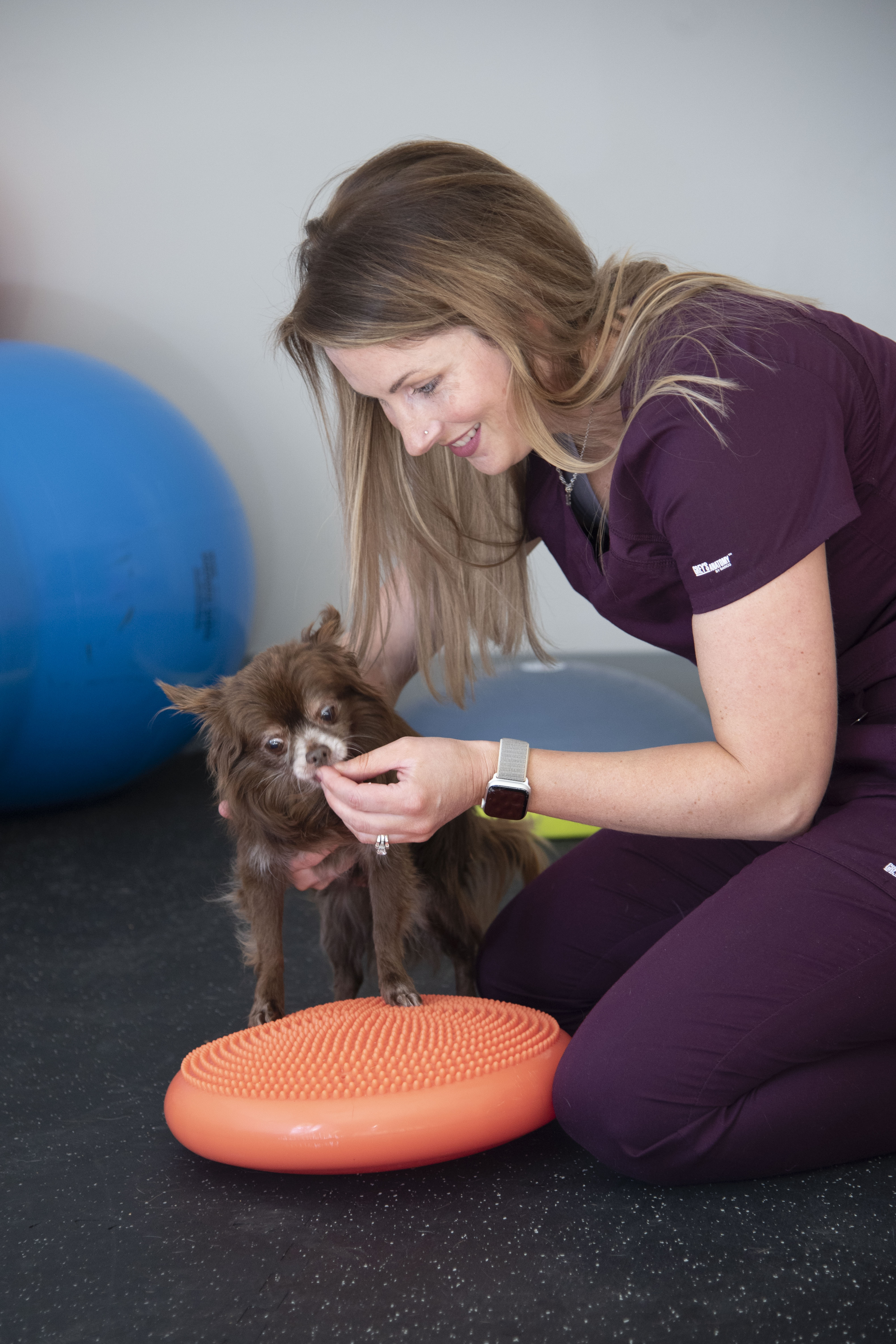 A veterinary rehab specialist works with a dog on a balance ball