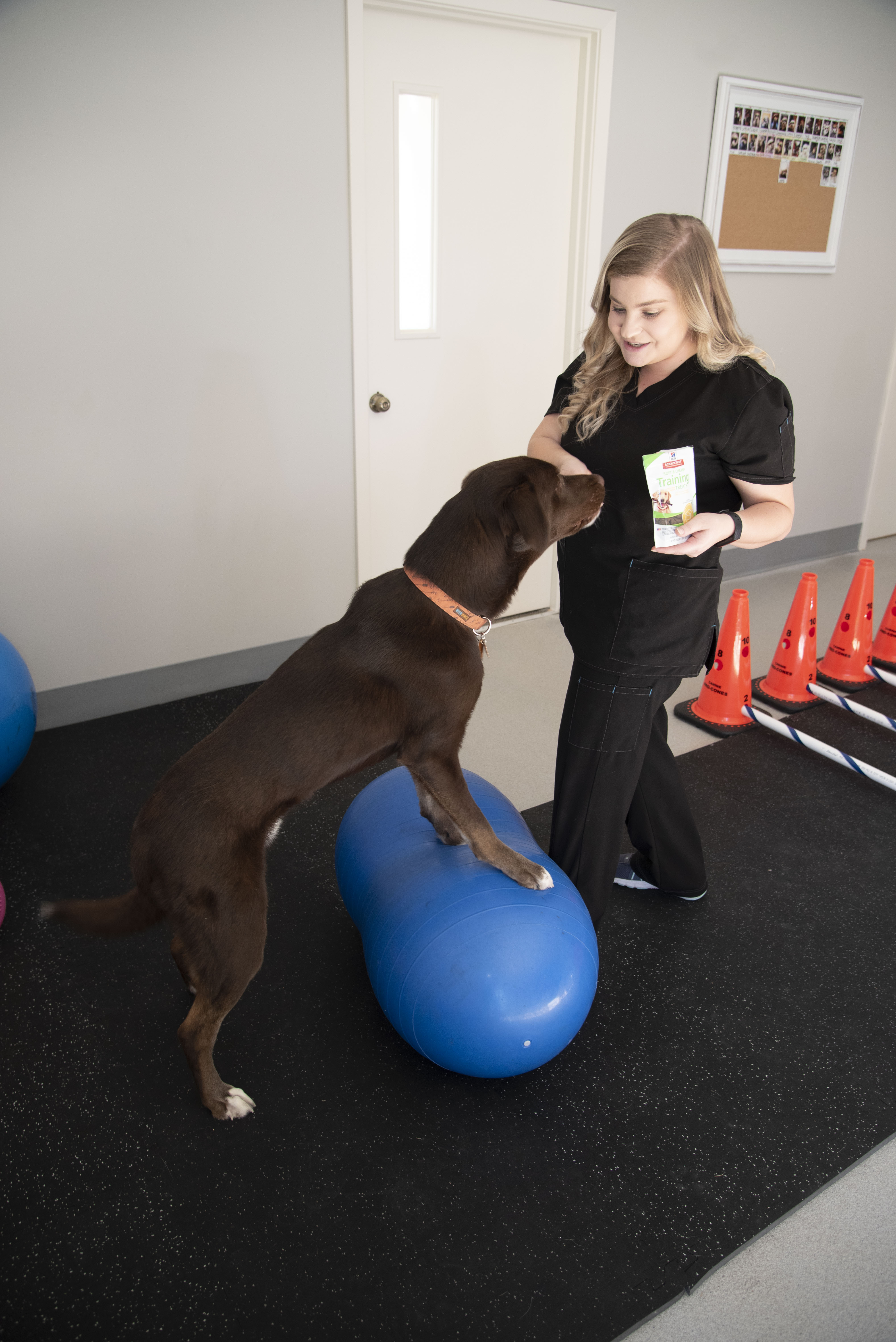 A dog balances on a stabilization ball 