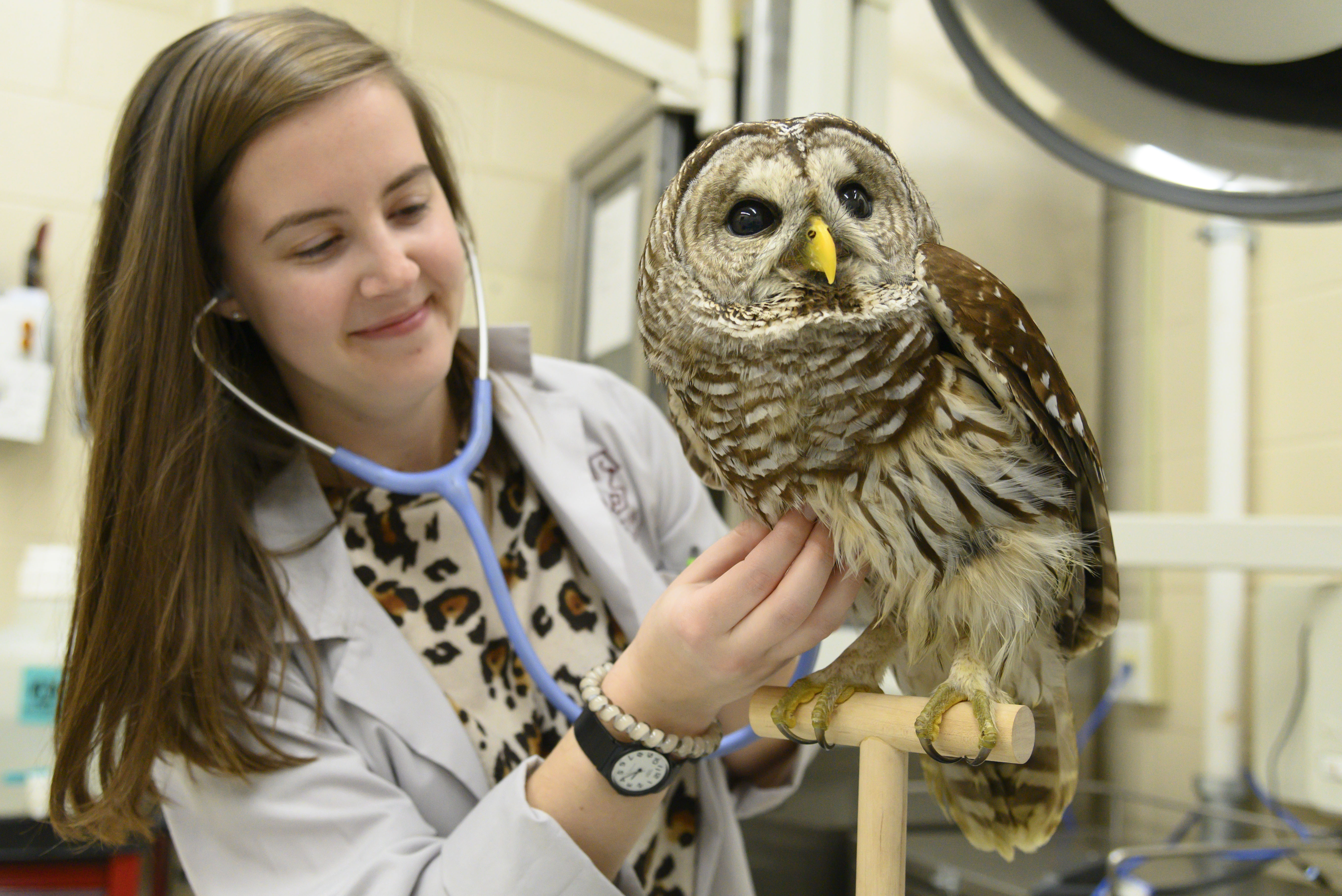 A student listens to the heart of an owl