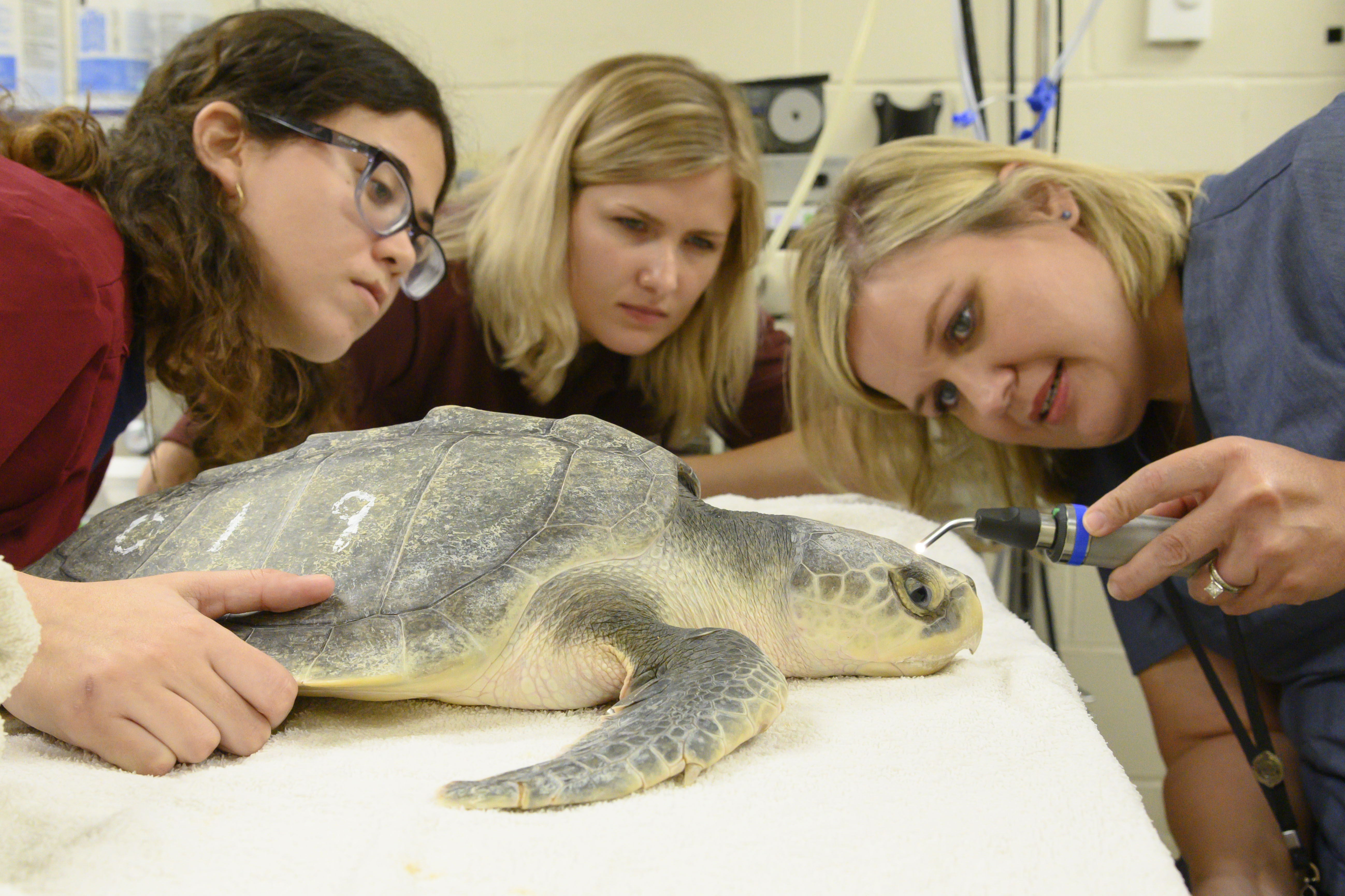 Two students and a veterinarian examine a sea turtle