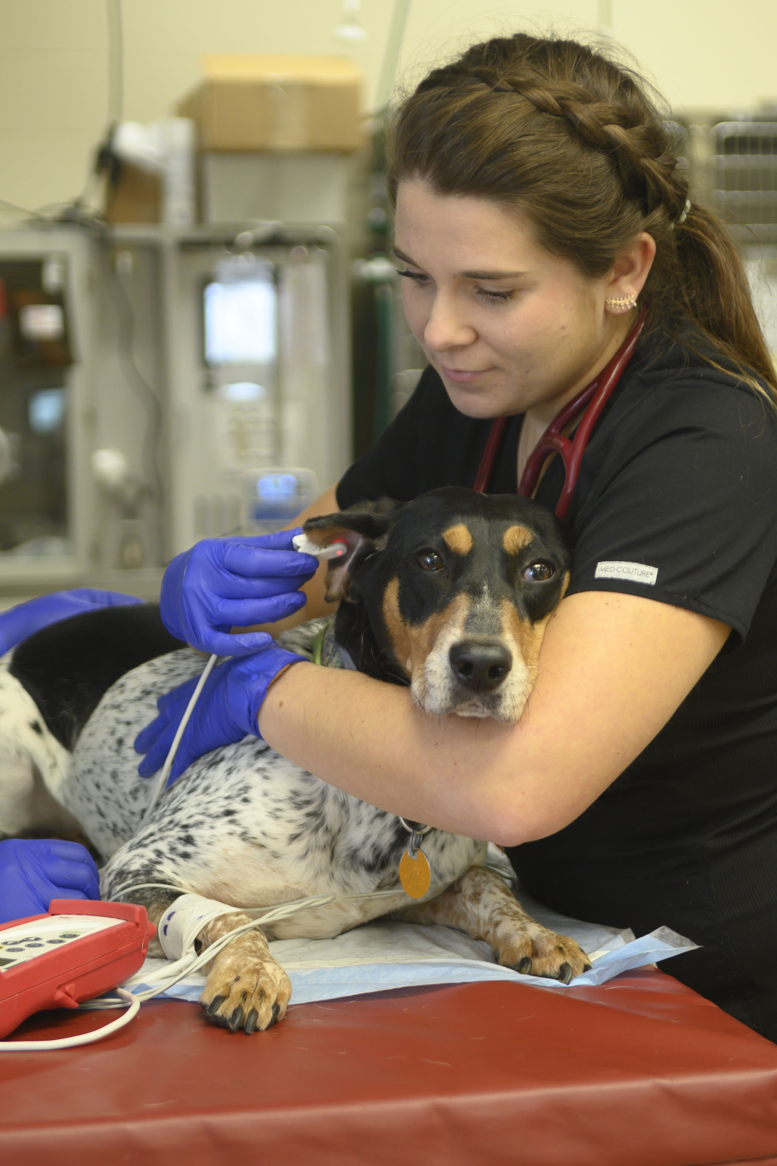 A veterinary student comforts a dog during an exam