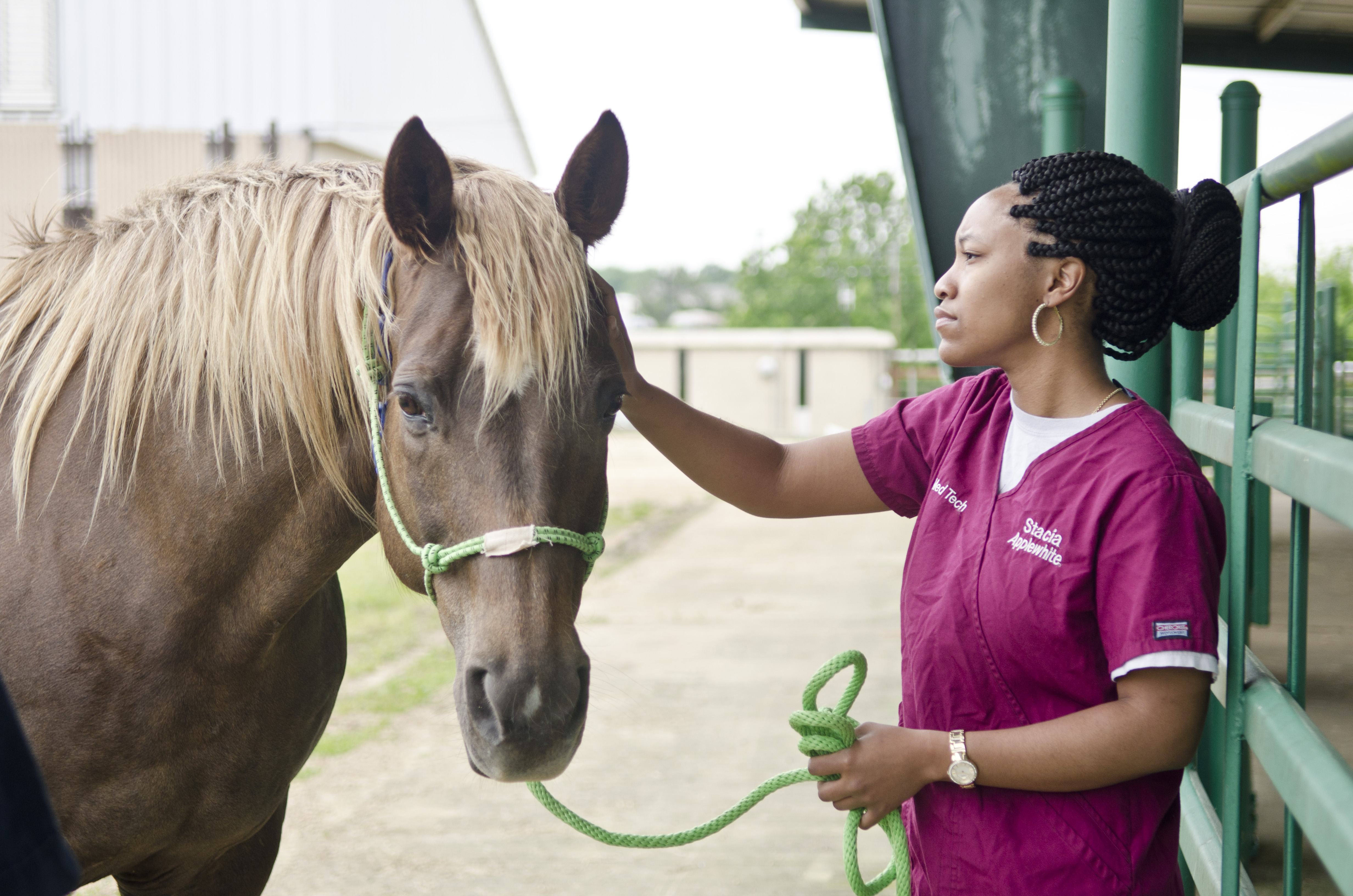 A veterinary student pets a horse 