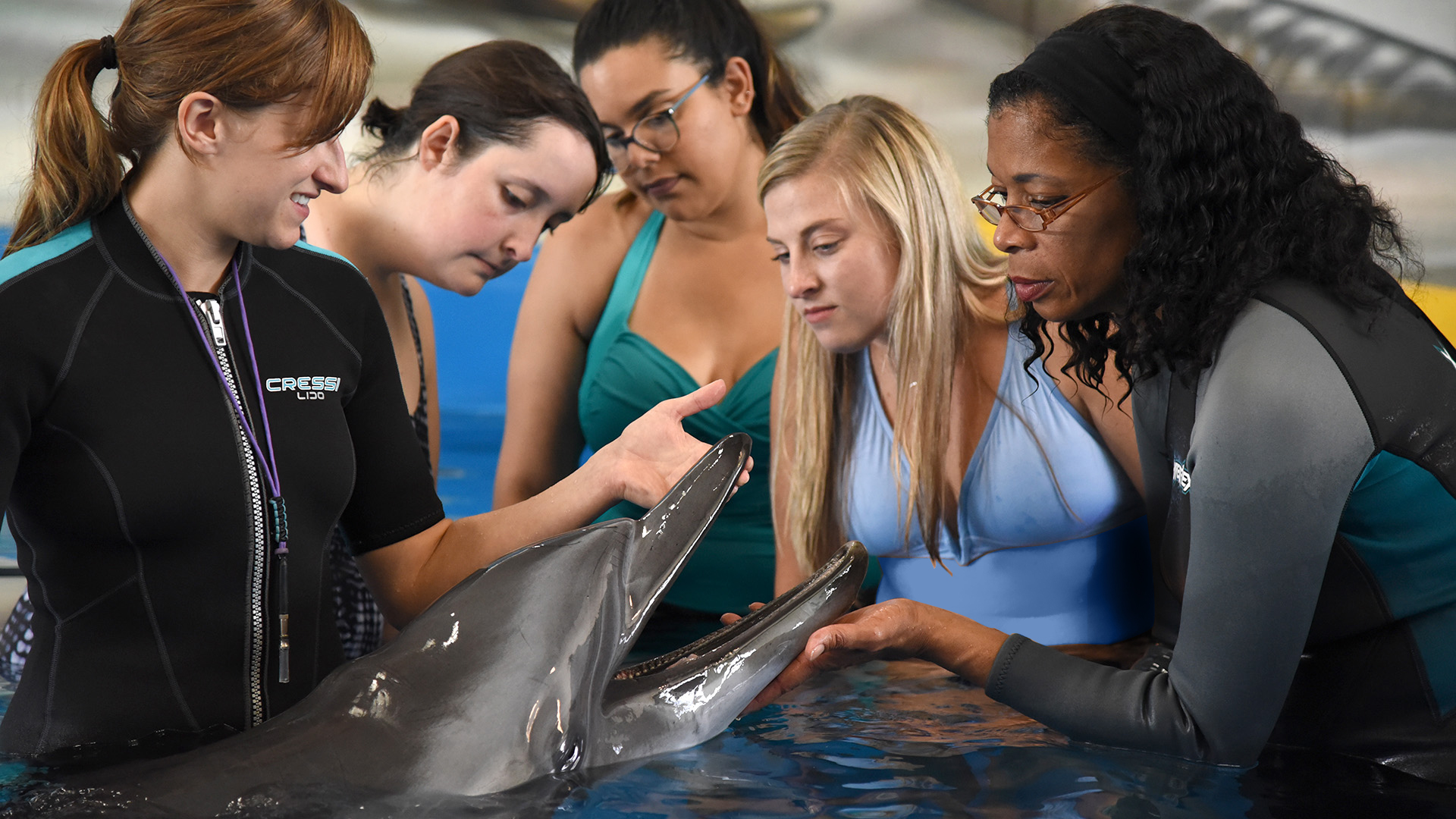 A trainer and veterinarian examine a dolphin while three students observe