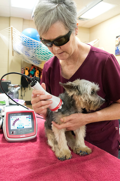 A canine rehabilitation specialist performs therapeutic laser therapy on a dog 