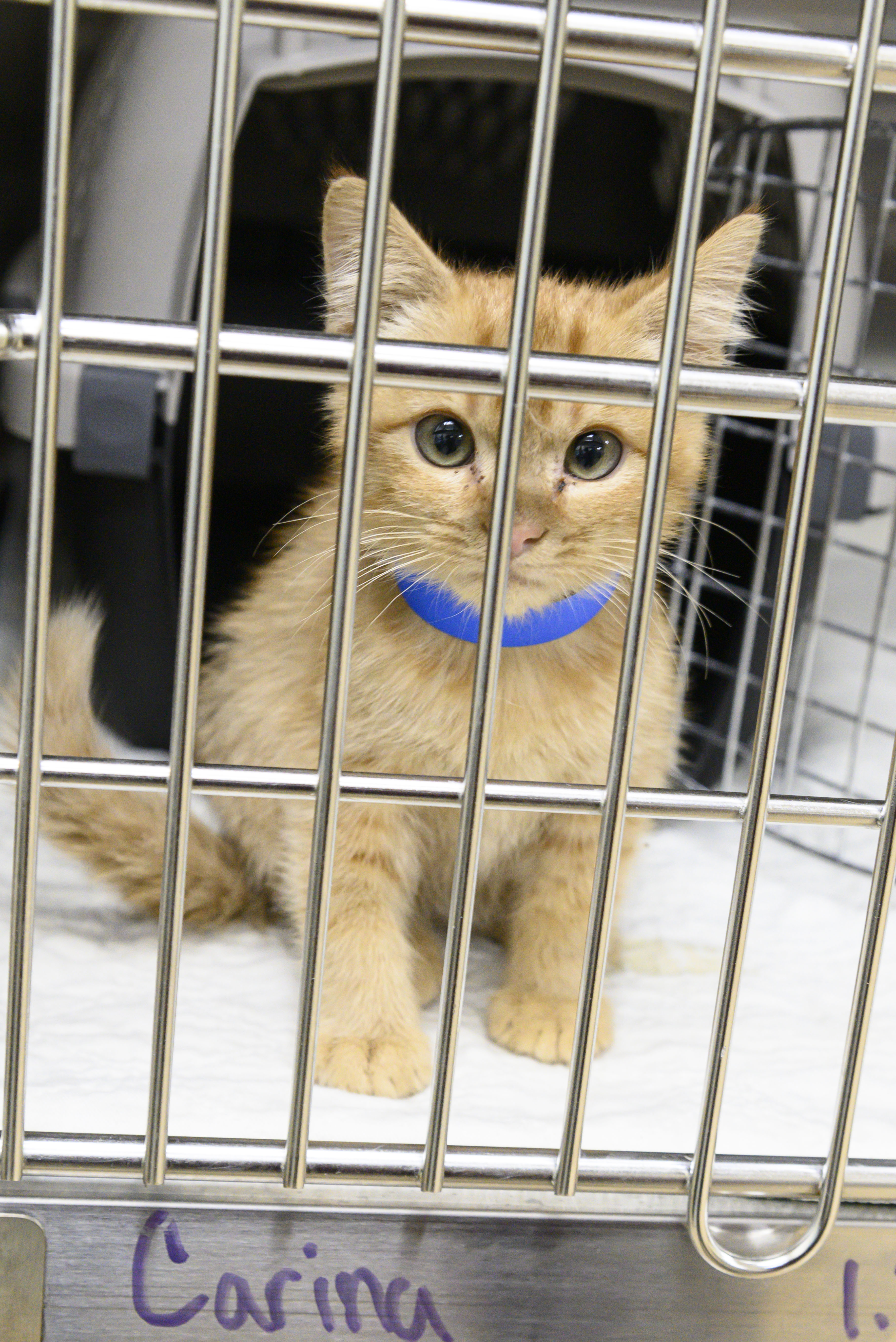 A shelter kitten in its kennel