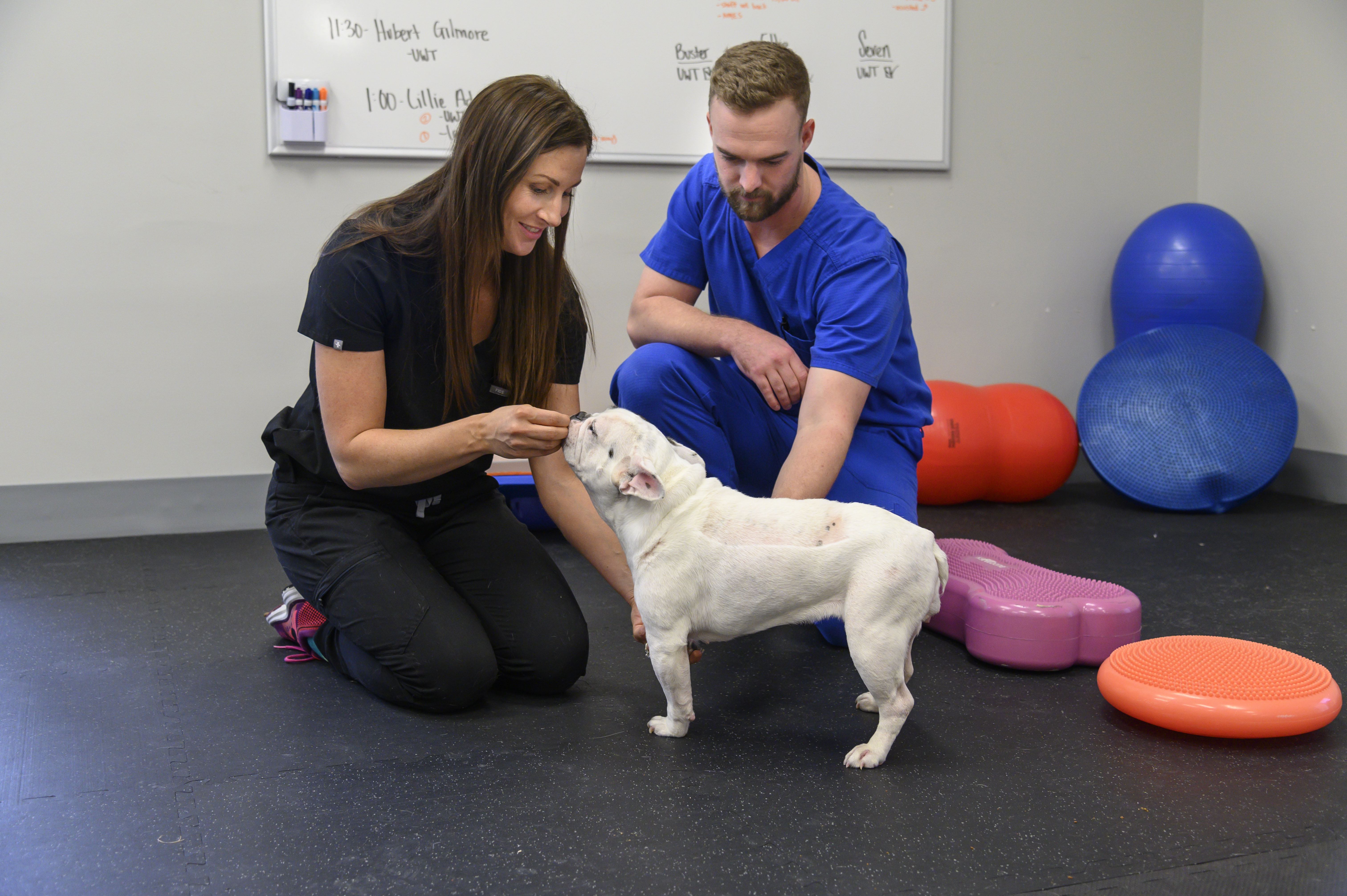 A veterinarian and student perform rehab exercises on a dog